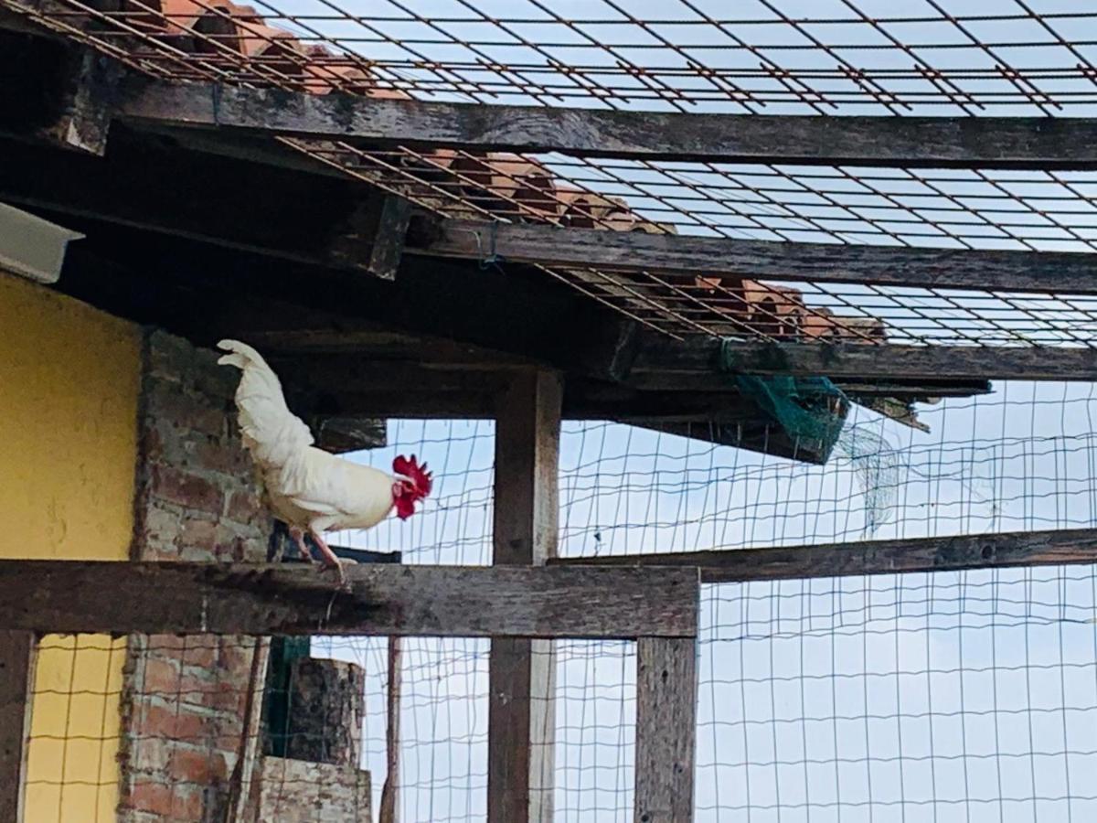 Agriturismo Cascina Smeralda Βίλα Pontestura Εξωτερικό φωτογραφία